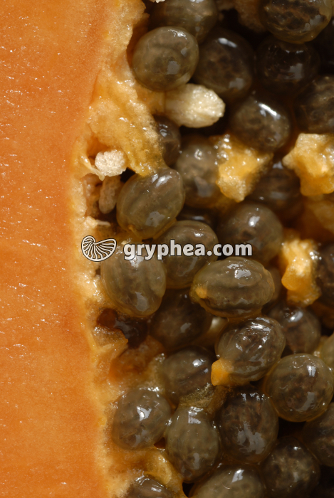 Papaye CL (détail) - gryphea.com